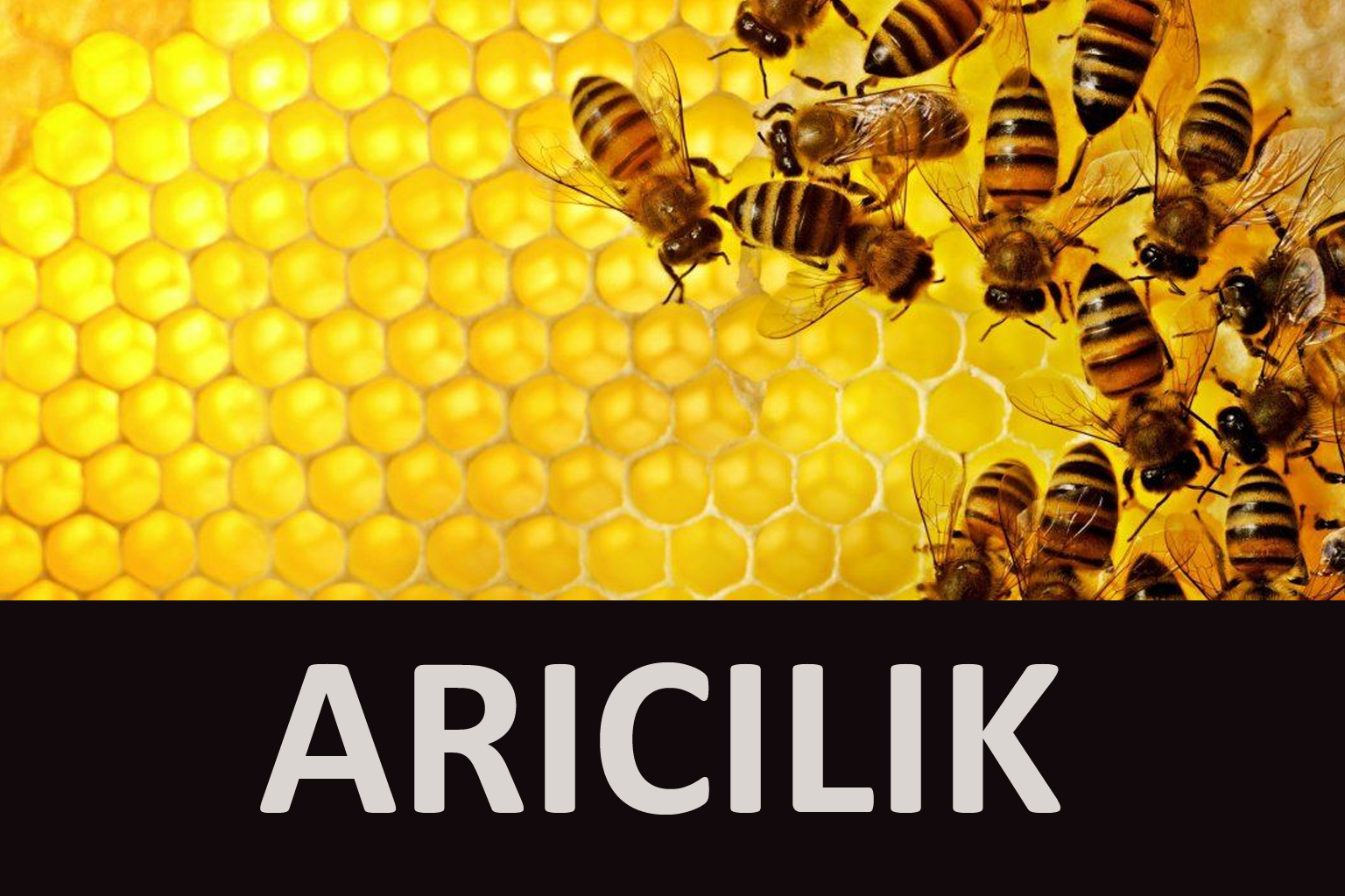 ARICILIK